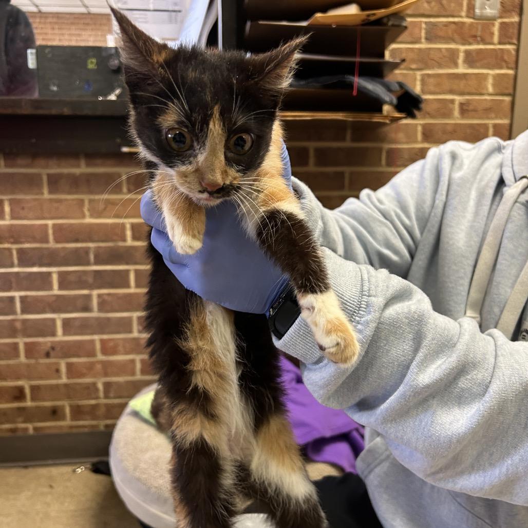 Cierra — thumbnail 2