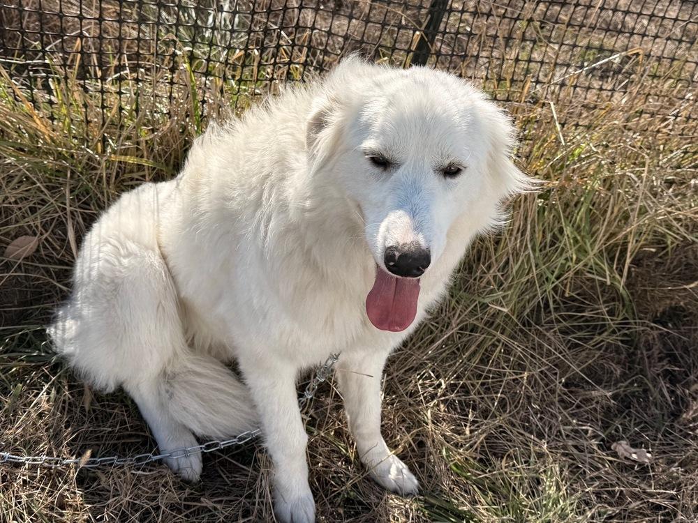 Bella, a Adoptable Great Pyrenees in Green Ridge, MO image 2/5