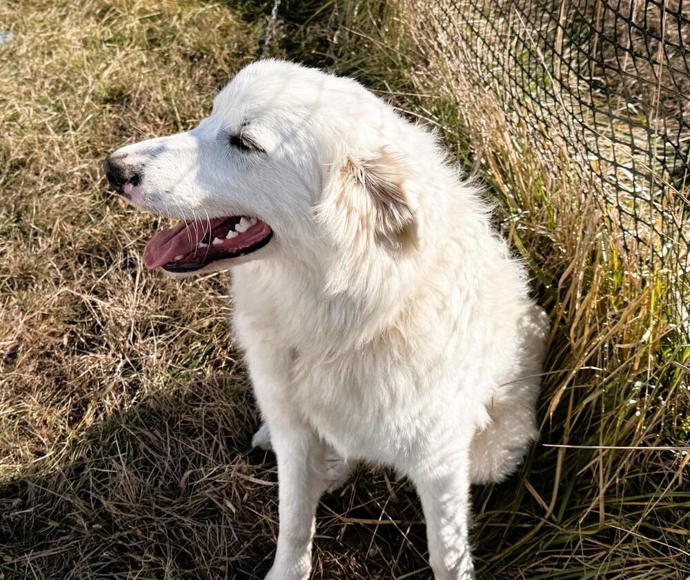 Bella, a Adoptable Great Pyrenees in Green Ridge, MO image 3/5