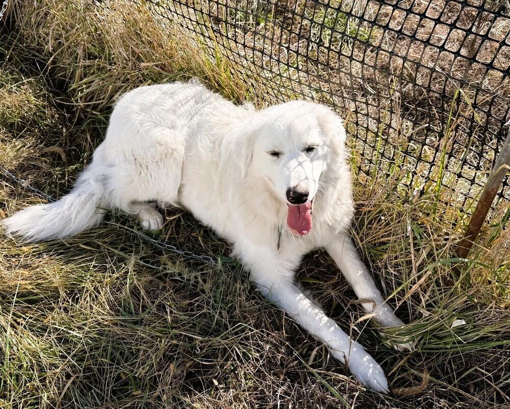 Bella, a Adoptable Great Pyrenees in Green Ridge, MO image 4/5
