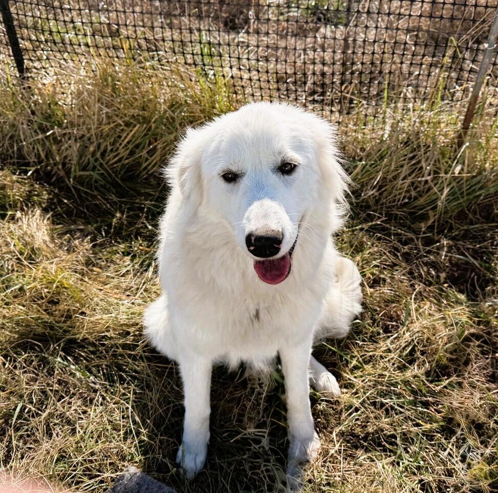 Bella, a Adoptable Great Pyrenees in Green Ridge, MO image 5/5