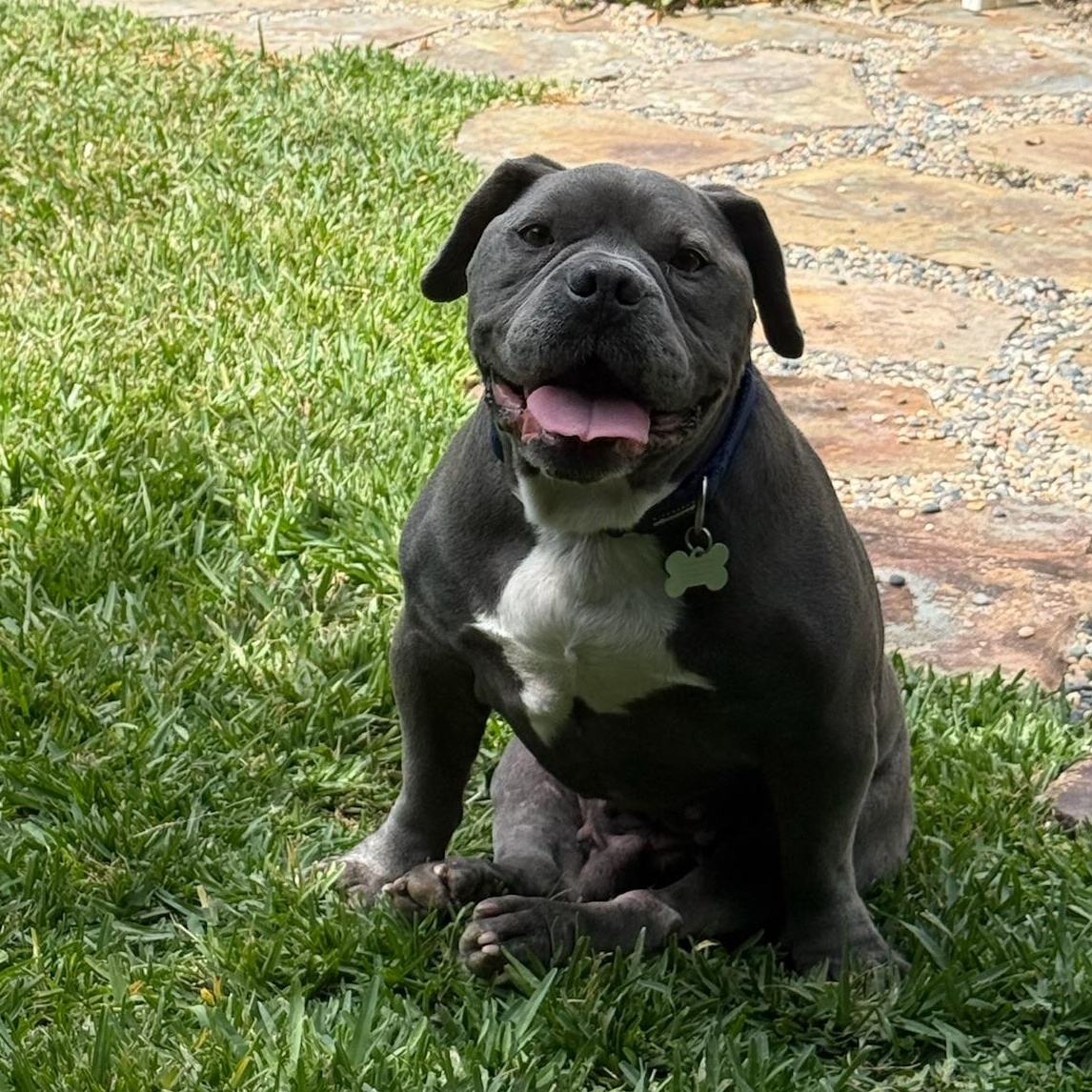 Enlarge Rupert, a Adoptable mixed breed in Santa Monica, CA image 4/6