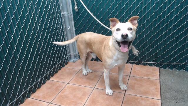 MAX, Adoptable, Adult Male Pit Bull Terrier & Mixed Breed.