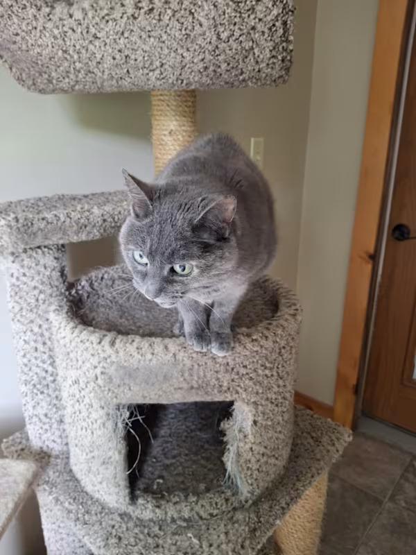 Jen, Adoptable, Senior Female Calico.