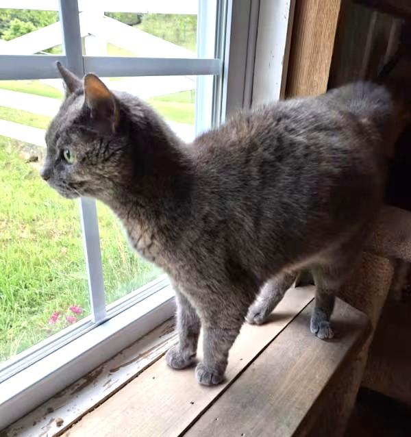 Enlarge Jen, a Adoptable Calico in Monterey, VA image 3/4