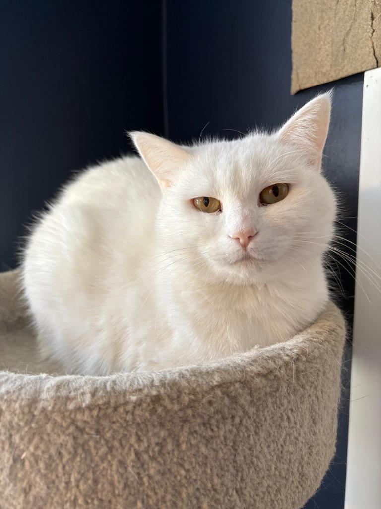 Opal / Pearl, a Adoptable mixed breed in Minneapolis, MN image 2/6