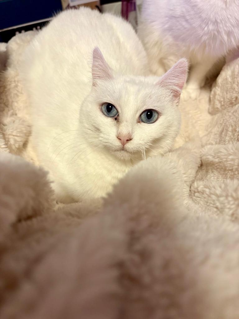 Opal / Pearl, a Adoptable mixed breed in Minneapolis, MN image 4/6