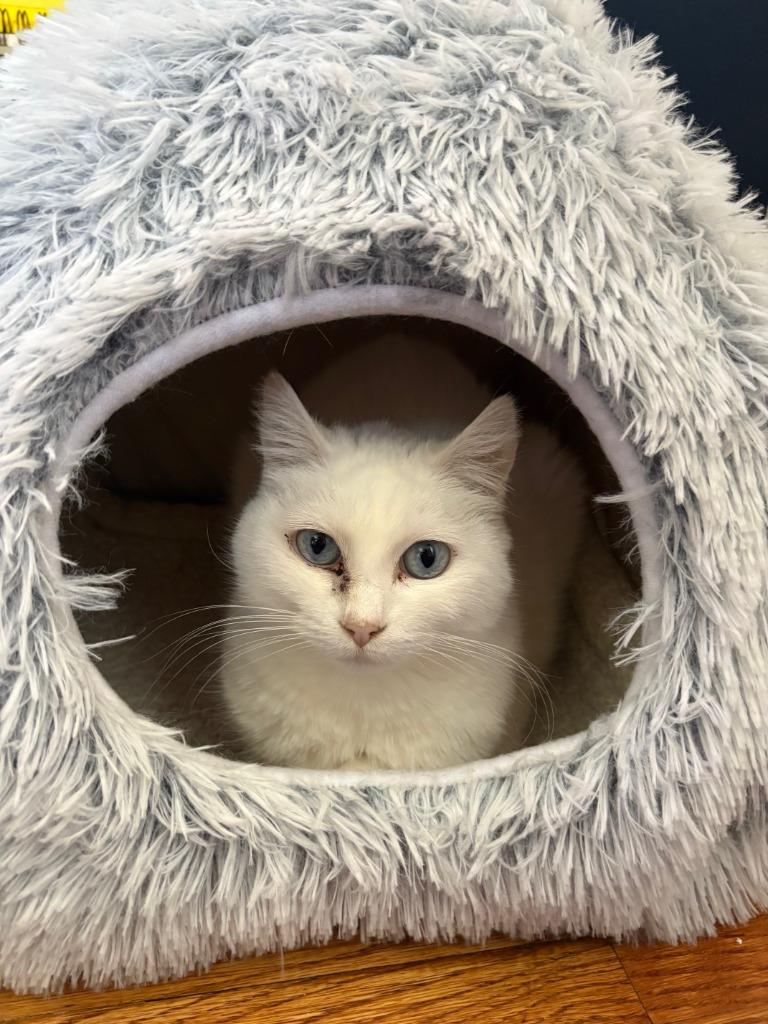 Opal / Pearl, a Adoptable mixed breed in Minneapolis, MN image 6/6