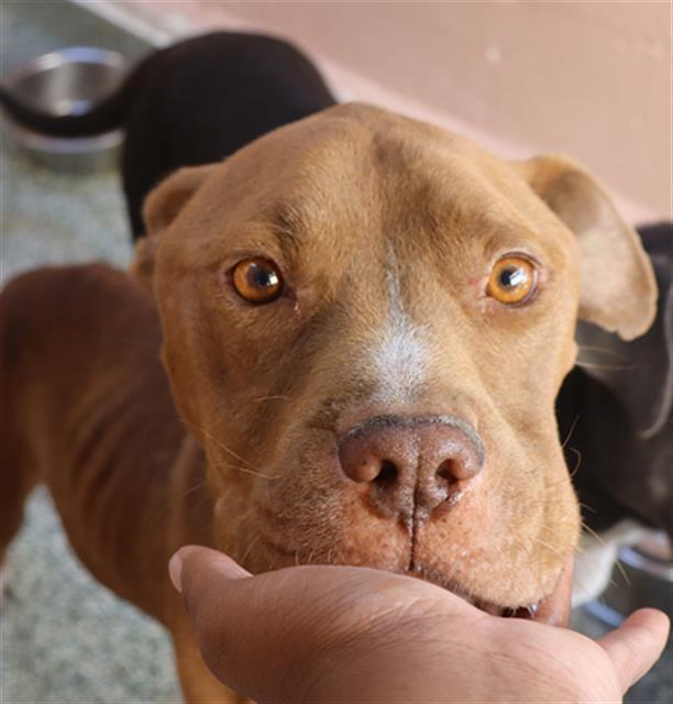 RAIDER, Adoptable, Adult Male Mixed Breed.