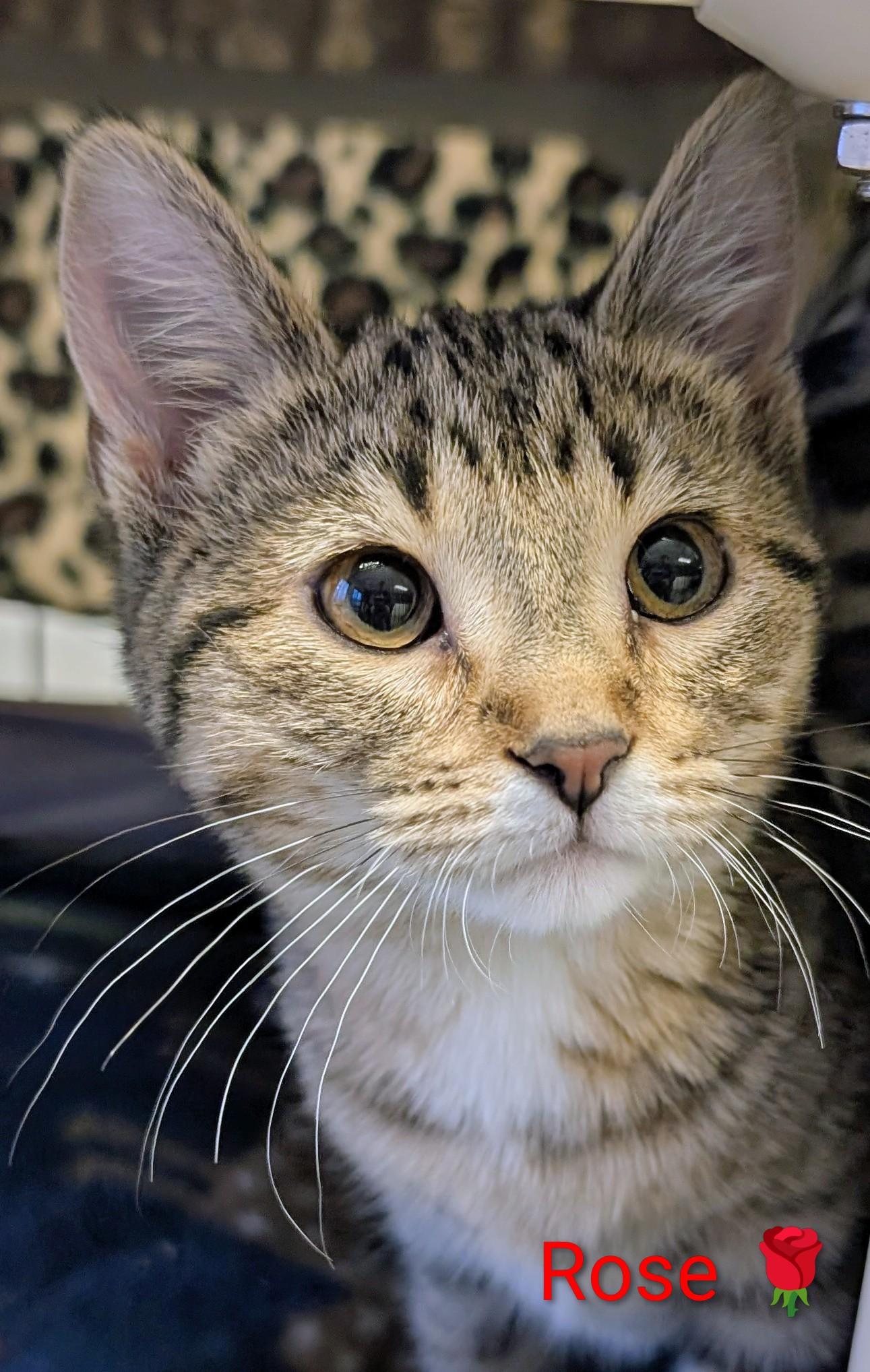 Rose, adopted, Kitten Female Domestic Short Hair.