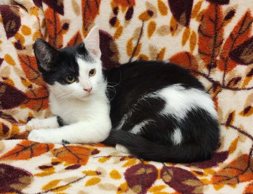 Enlarge Aurora, a Adoptable mixed breed in Superior, WI image 1/1
