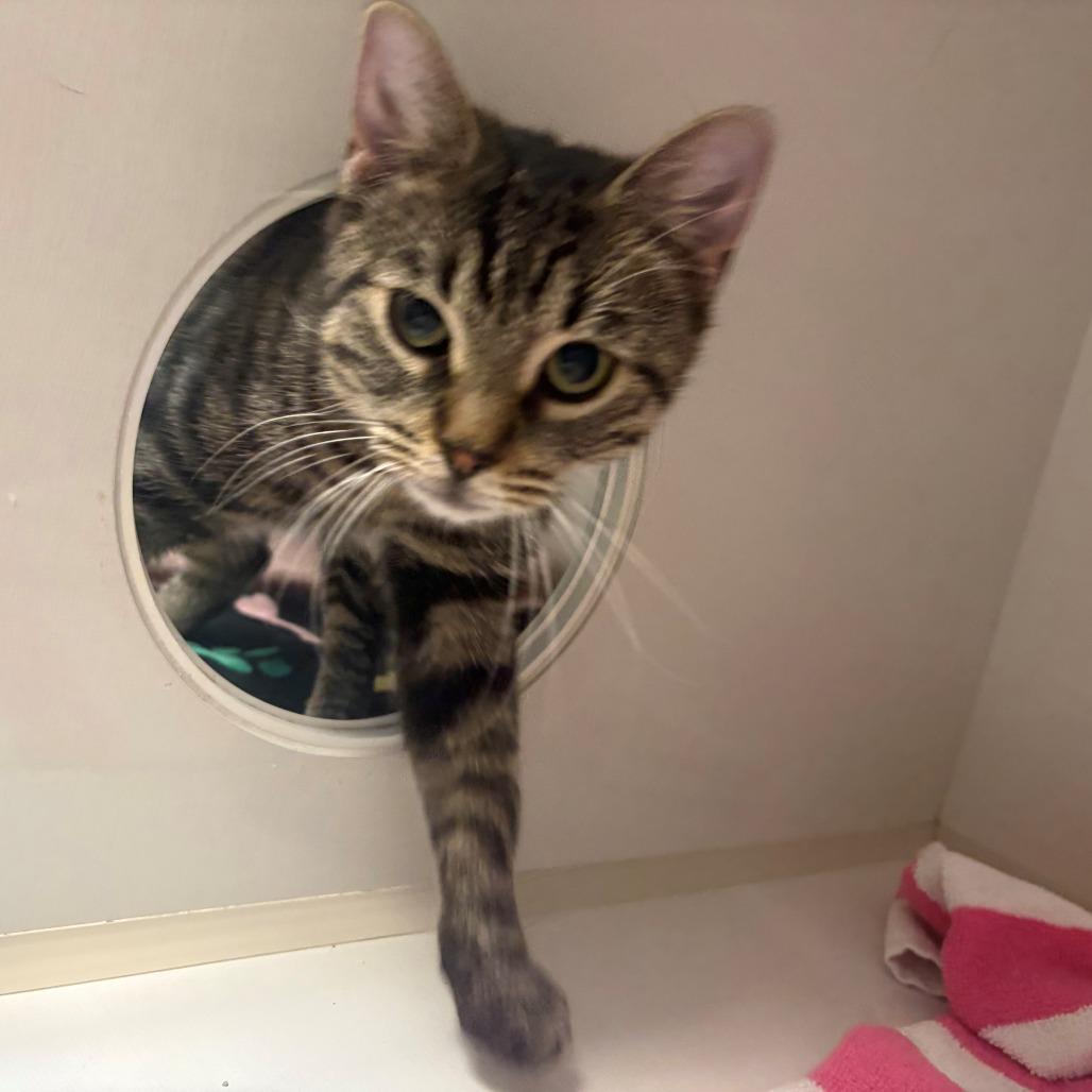 Dolce, Adoptable, Young Female Domestic Short Hair.