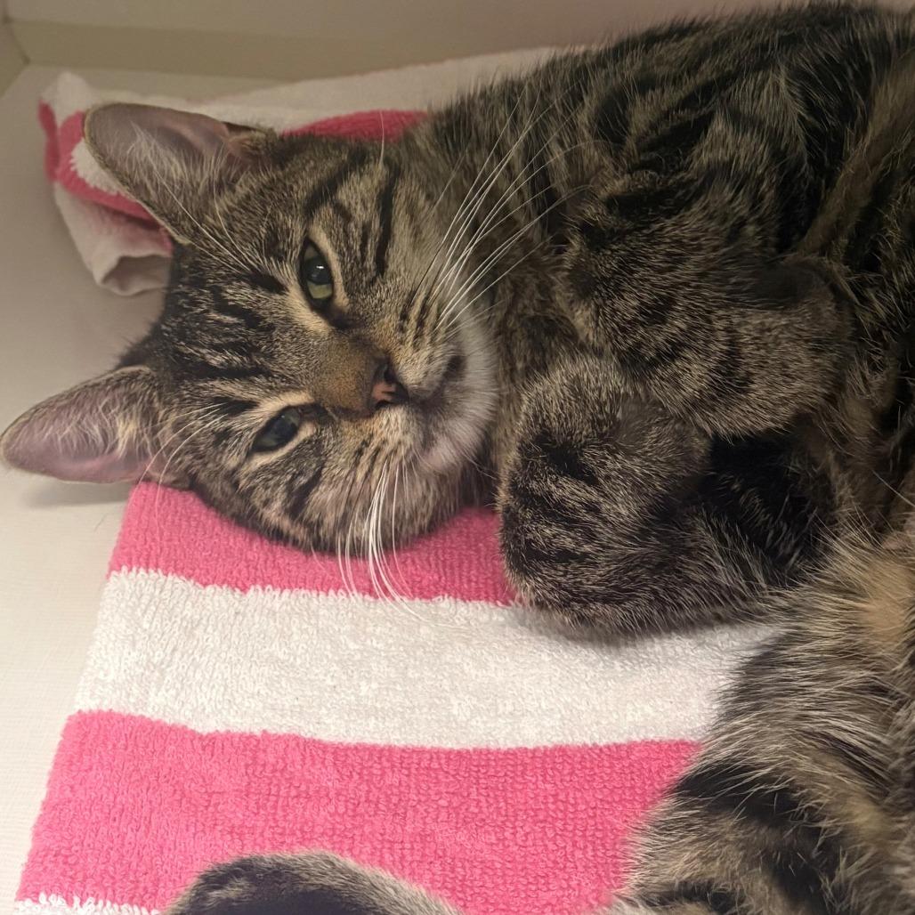 Enlarge Dolce, a Adoptable Domestic Short Hair in East Hanover, NJ image 2/2