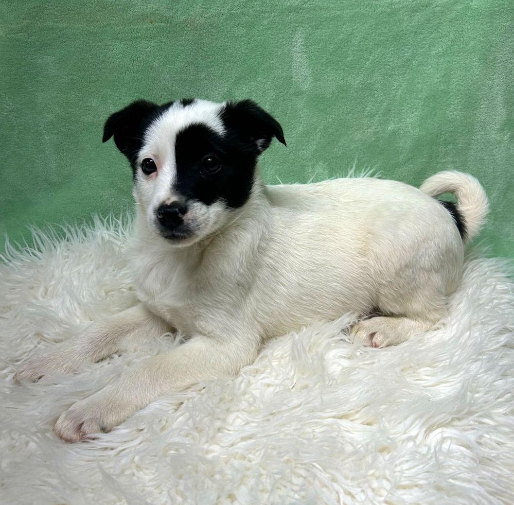PATCH (ohiosdrescue@gmail.com), ADOPTABLE, Puppy Male Jack Russell Terrier.