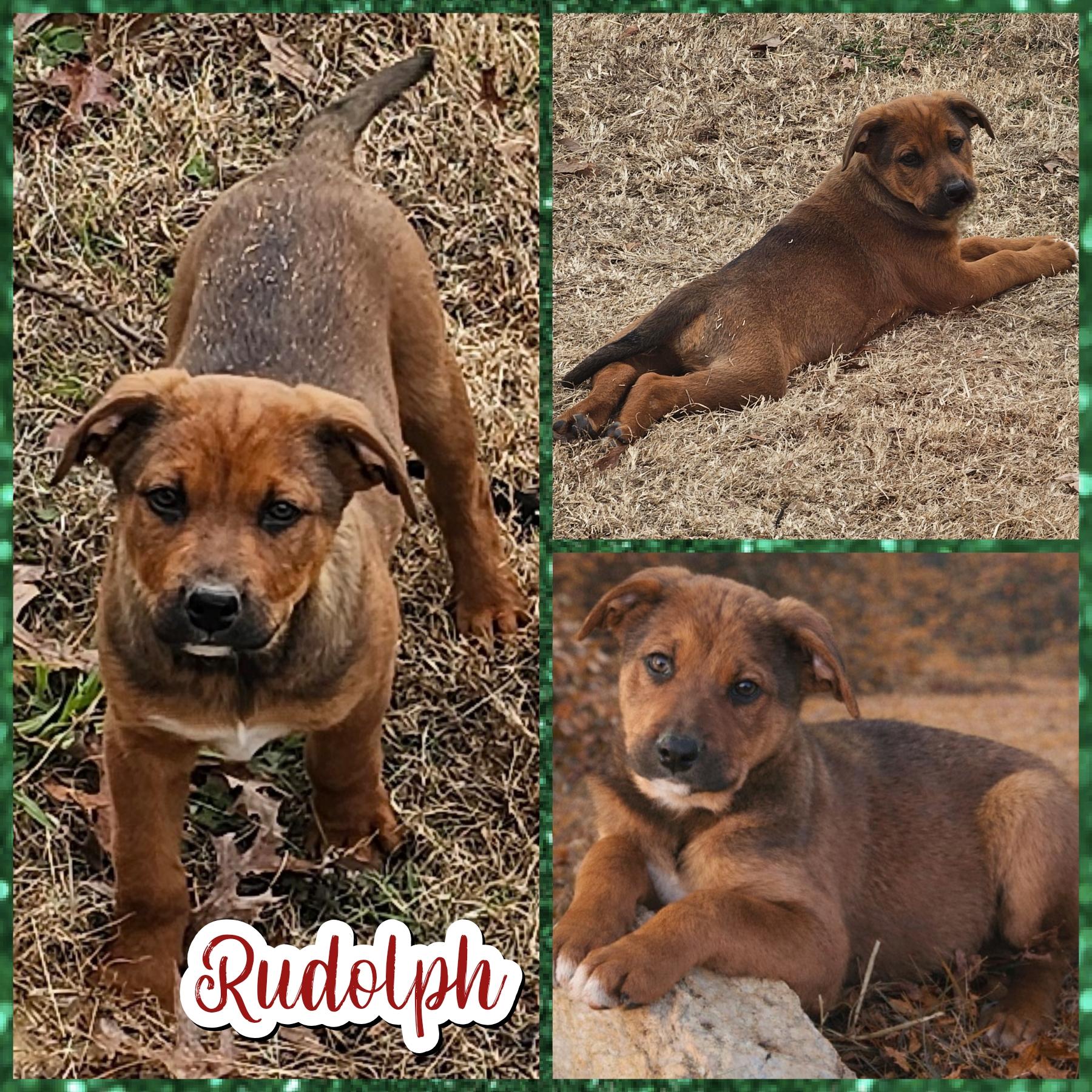 Rudolph, Adoptable, Puppy Male German Shepherd Dog & Terrier.