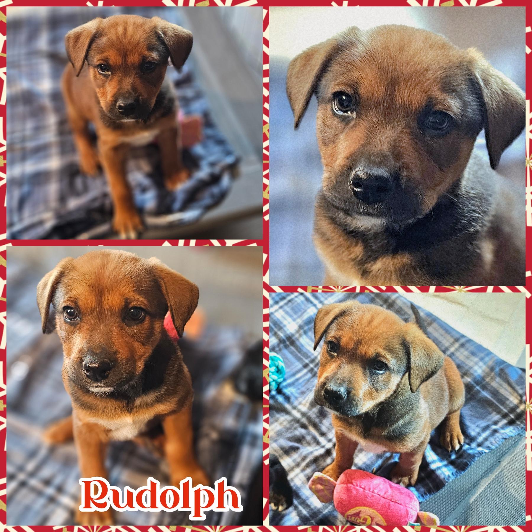 Rudolph, Adoptable, Puppy Male German Shepherd Dog & Terrier.