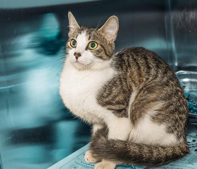 ANGEL FISH, Adoptable, Adult Female Domestic Short Hair & Domestic Short Hair.