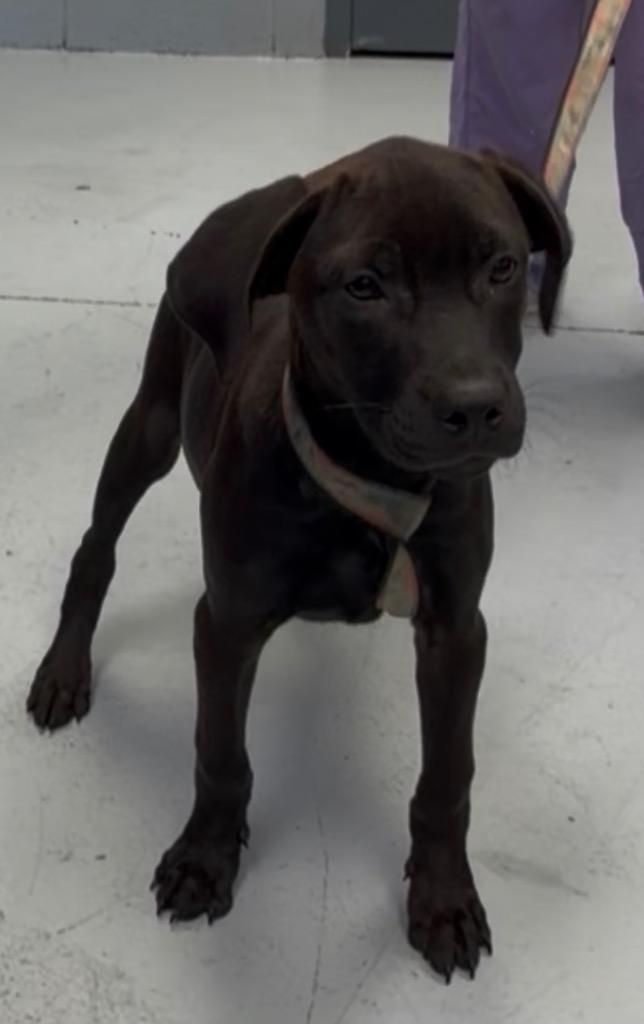 Enlarge Lily, a Adoptable Labrador Retriever in Greenwood, MS image 1/1
