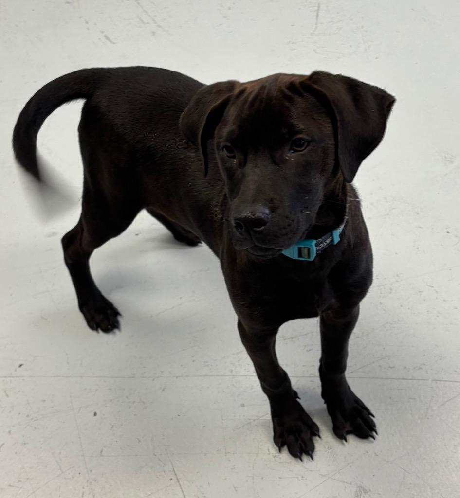Lily, Adoptable, Puppy Female Labrador Retriever.