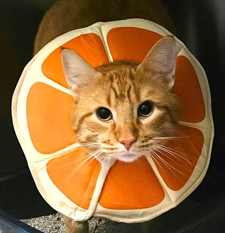 Phinney, Adoptable, Young Male Domestic Short Hair.