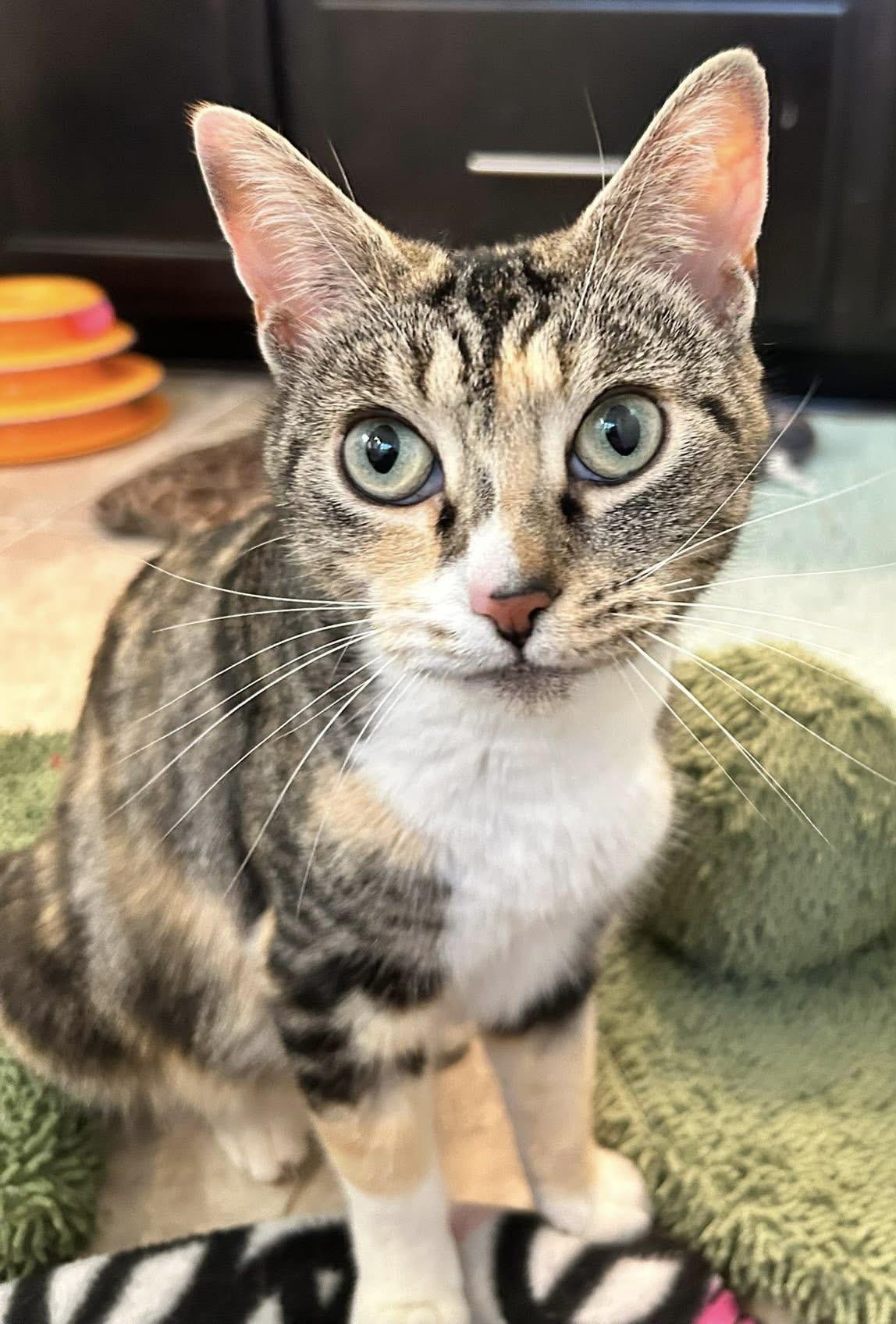 Rose, a ADOPTABLE mixed breed in Sanford, NC image 2/3