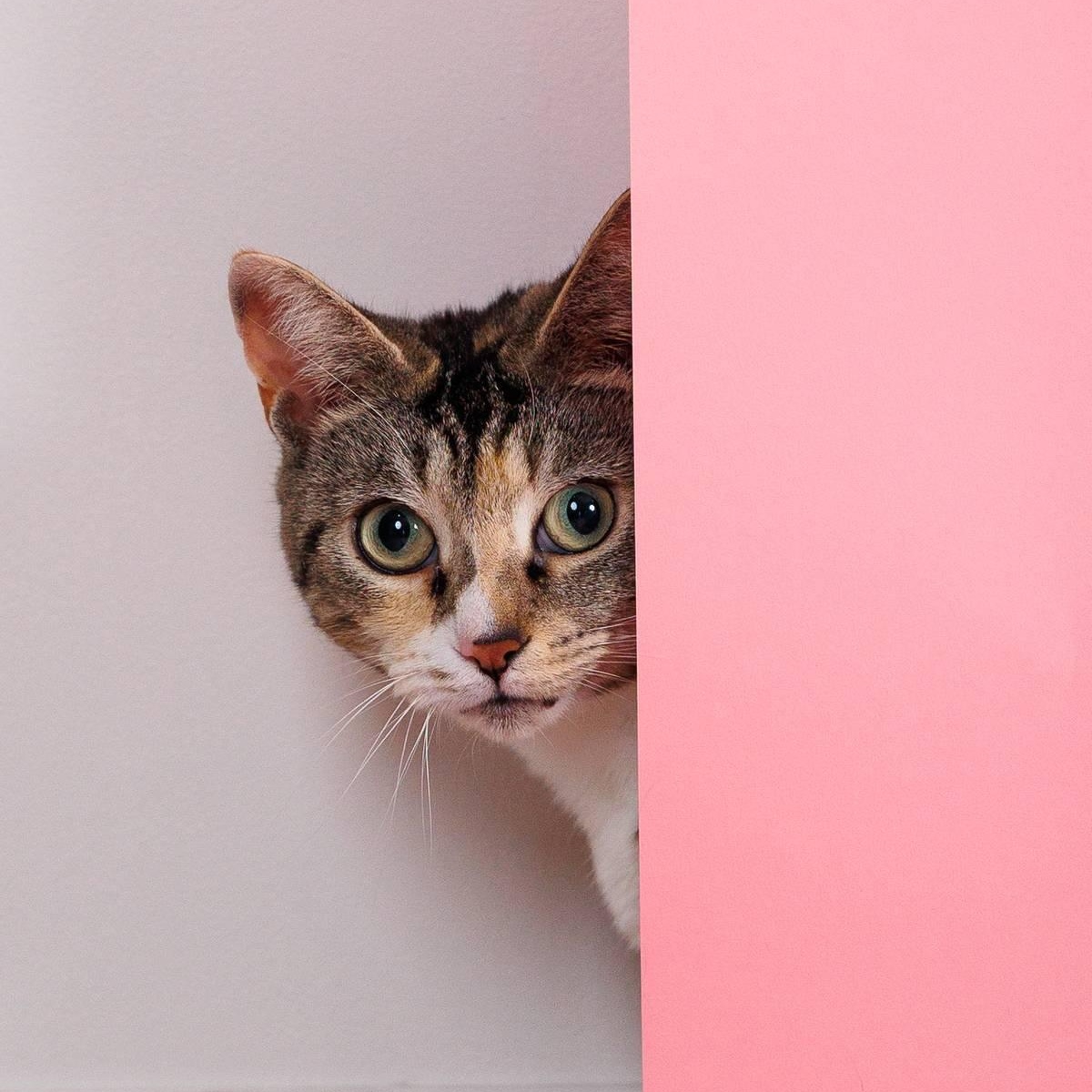 Enlarge Rose, a ADOPTABLE mixed breed in Sanford, NC image 1/5