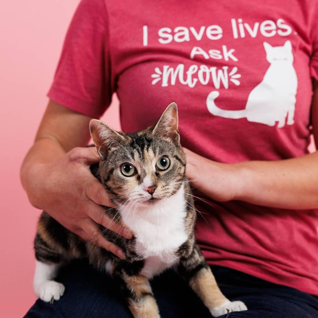 Enlarge Rose, a ADOPTABLE mixed breed in Sanford, NC image 3/5