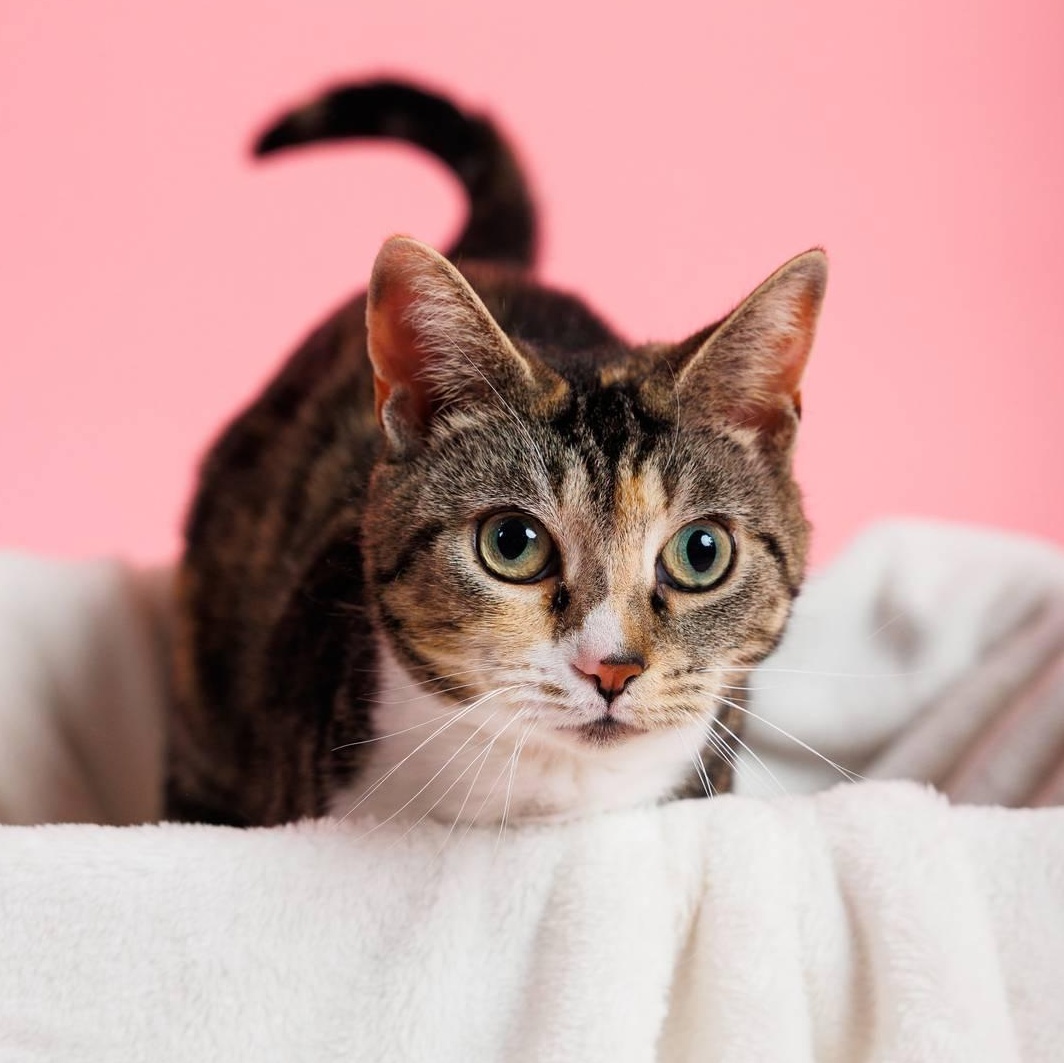 Enlarge Rose, a ADOPTABLE mixed breed in Sanford, NC image 2/5