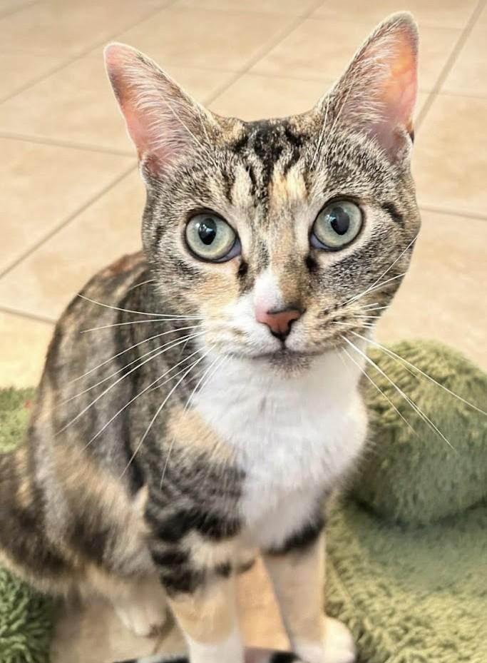 Rose, a ADOPTABLE mixed breed in Sanford, NC image 1/3