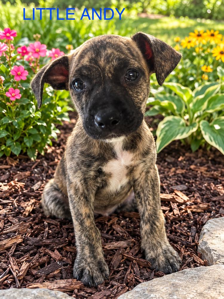 Little Andy, Adoptable, Puppy Male Pit Bull Terrier.