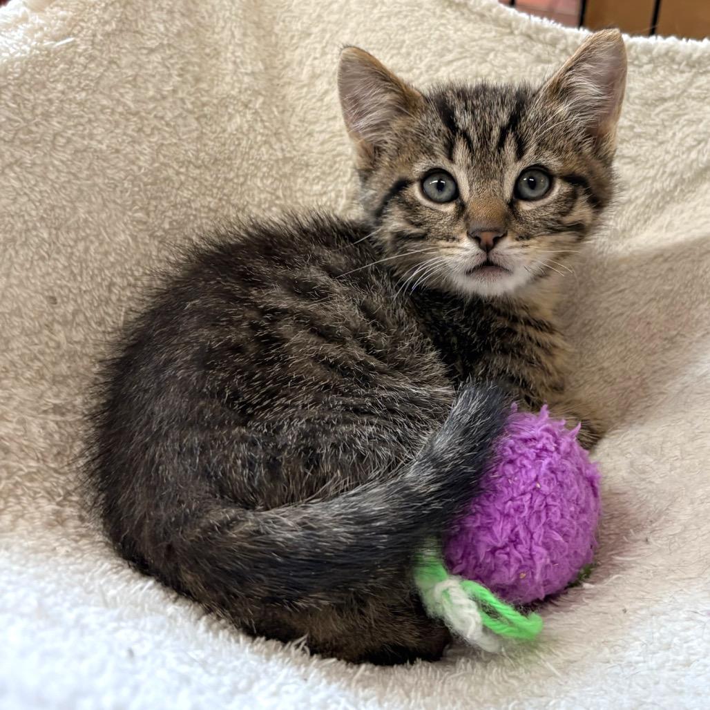Salem, Adopted, Young Male Domestic Short Hair.