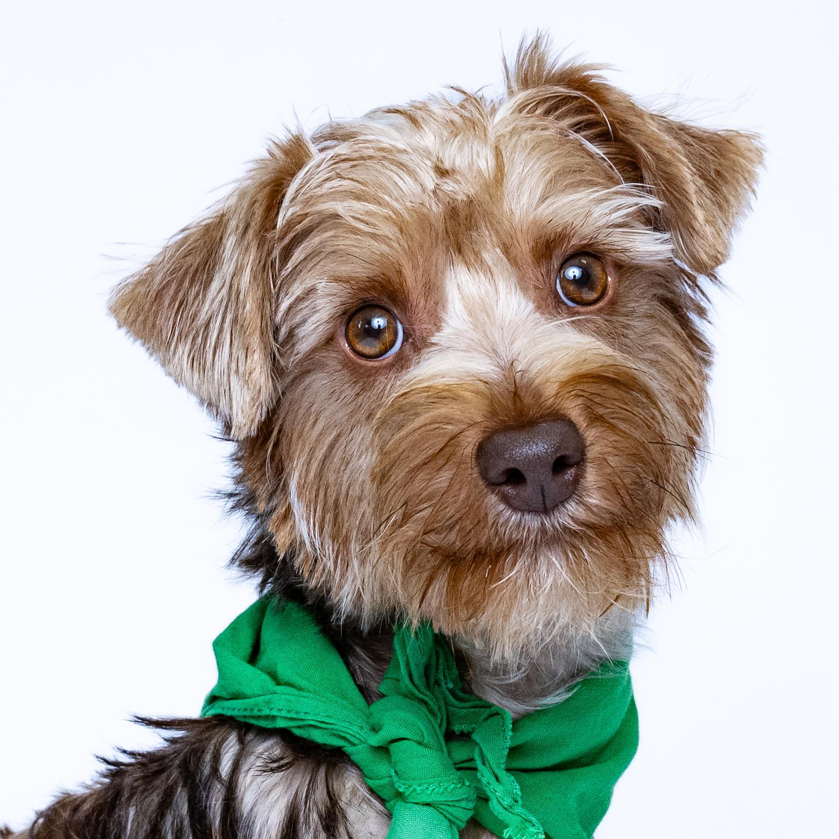 Matlock, adoptable, Young Male Yorkshire Terrier.
