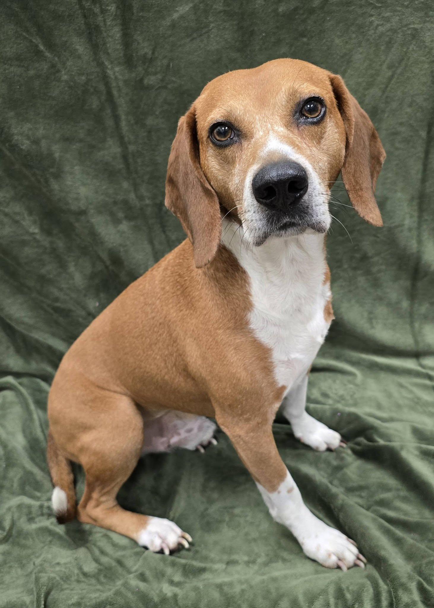 Zain, an adopted Beagle in Frankfort, IN image 4/4