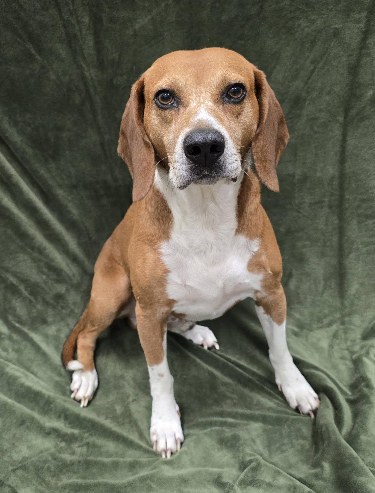 Zain, an adopted Beagle in Frankfort, IN image 3/4