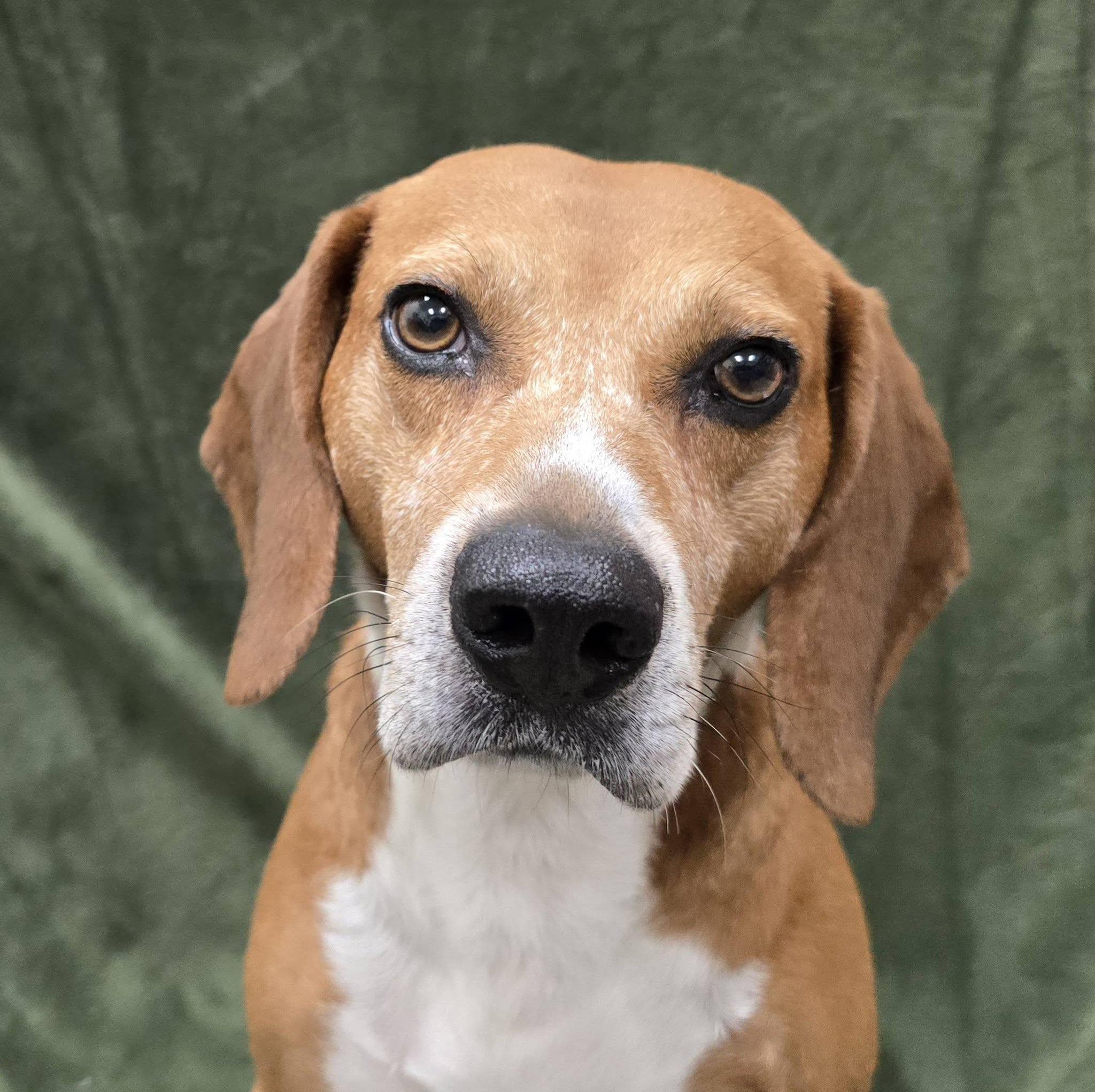 Zain, an adopted Beagle in Frankfort, IN image 2/4