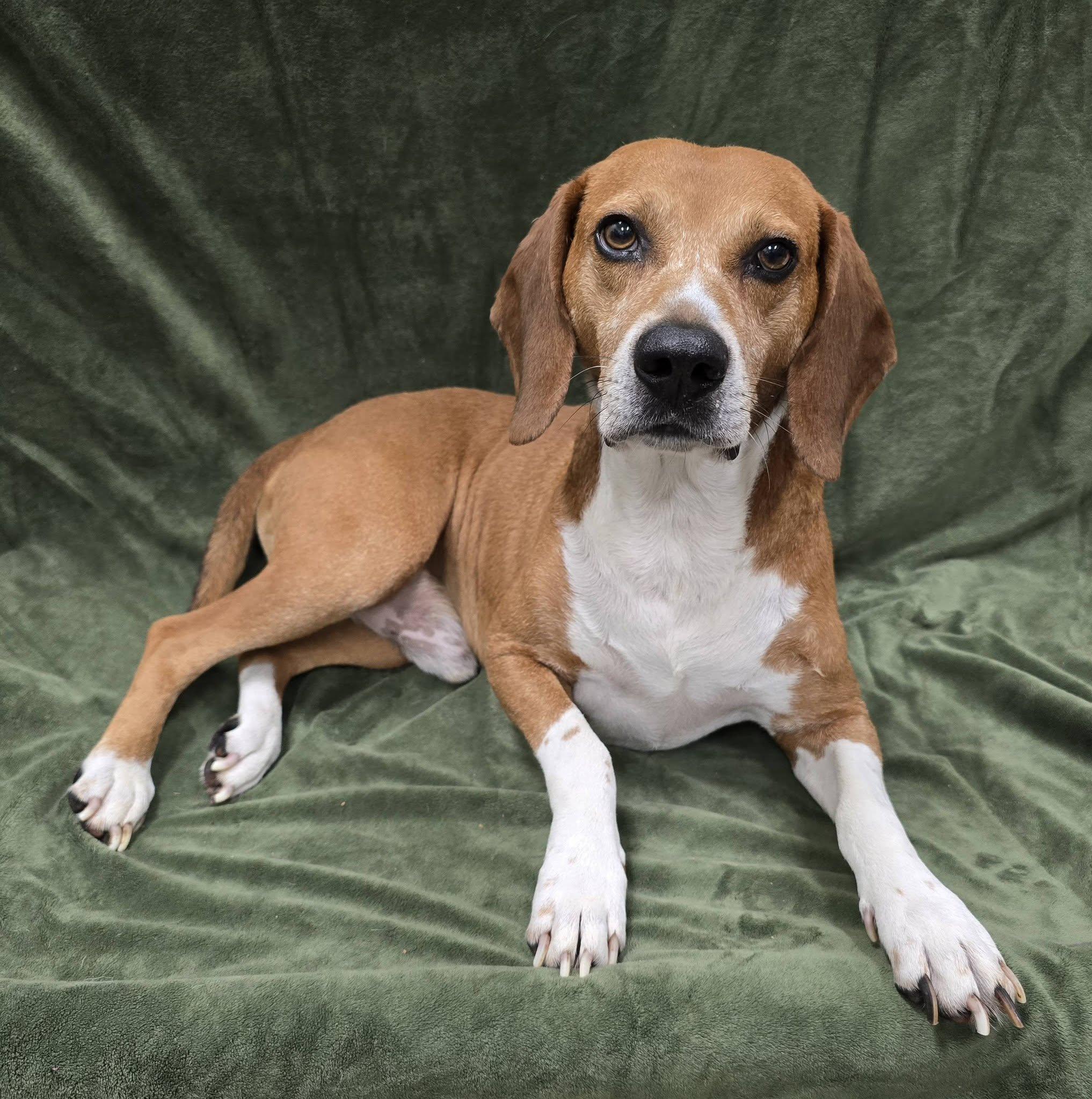 Zain, adopted, Adult Male Beagle.