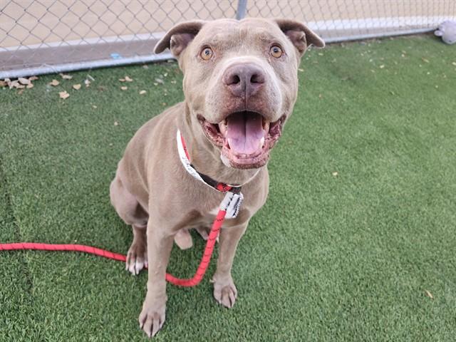 JACKSON, Adoptable, Adult Male Pit Bull Terrier & Labrador Retriever.