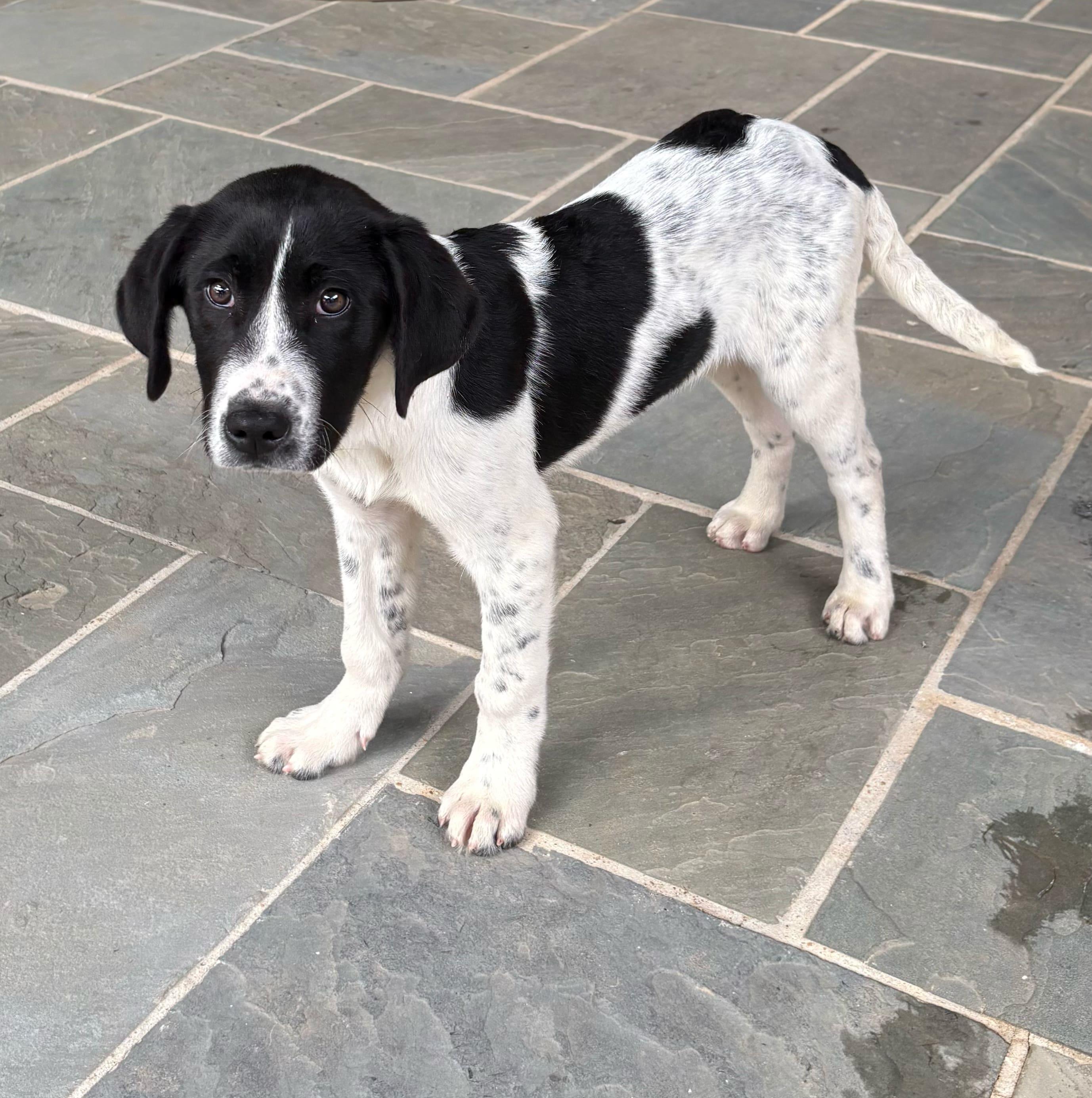 Mike, adopted, Puppy Male Great Pyrenees & Hound.