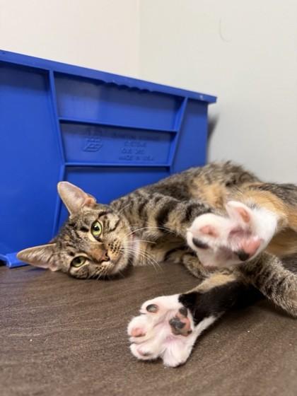 Welina, Adoptable, Adult Female Domestic Short Hair & Domestic Short Hair.