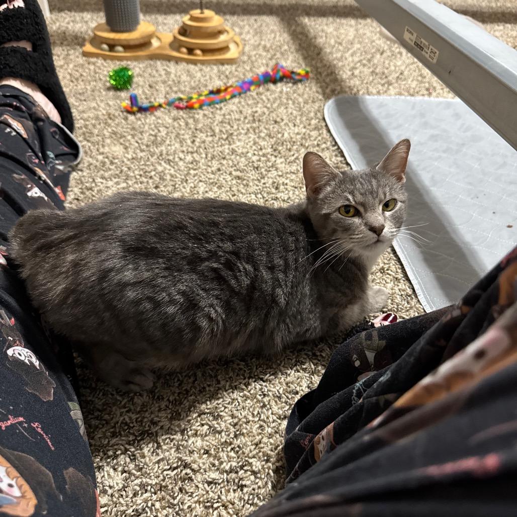 Enlarge Sophie, a Adoptable Domestic Short Hair in Roselle, IL image 1/6