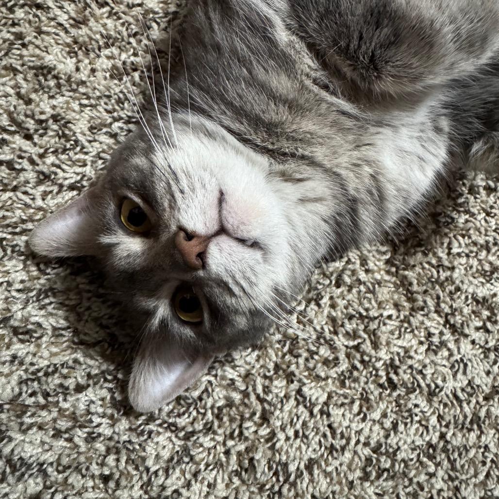 Enlarge Sophie, a Adoptable Domestic Short Hair in Roselle, IL image 2/6