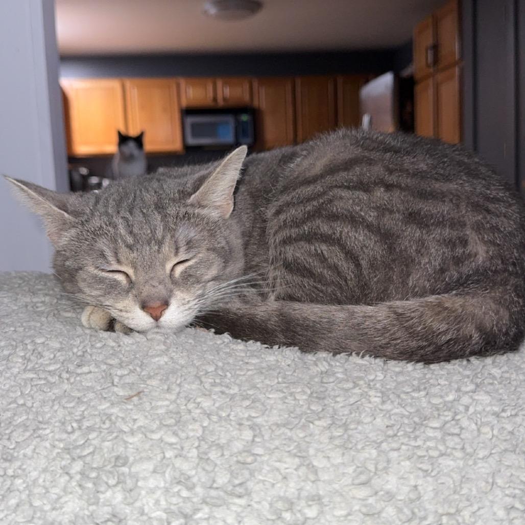 Enlarge Sophie, a Adoptable Domestic Short Hair in Roselle, IL image 3/6