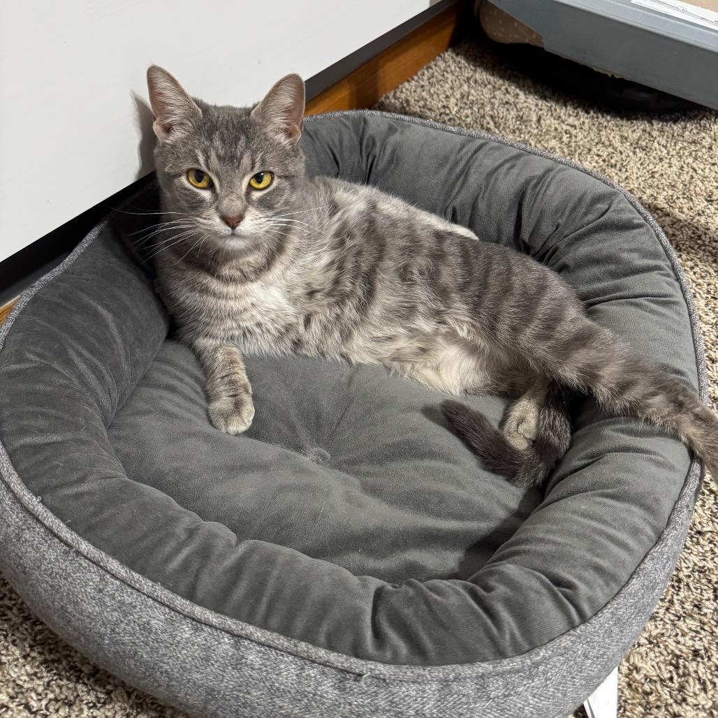 Enlarge Sophie, a Adoptable Domestic Short Hair in Roselle, IL image 4/6