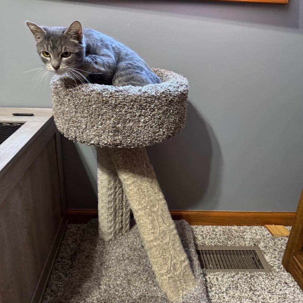 Enlarge Sophie, a Adoptable Domestic Short Hair in Roselle, IL image 5/6