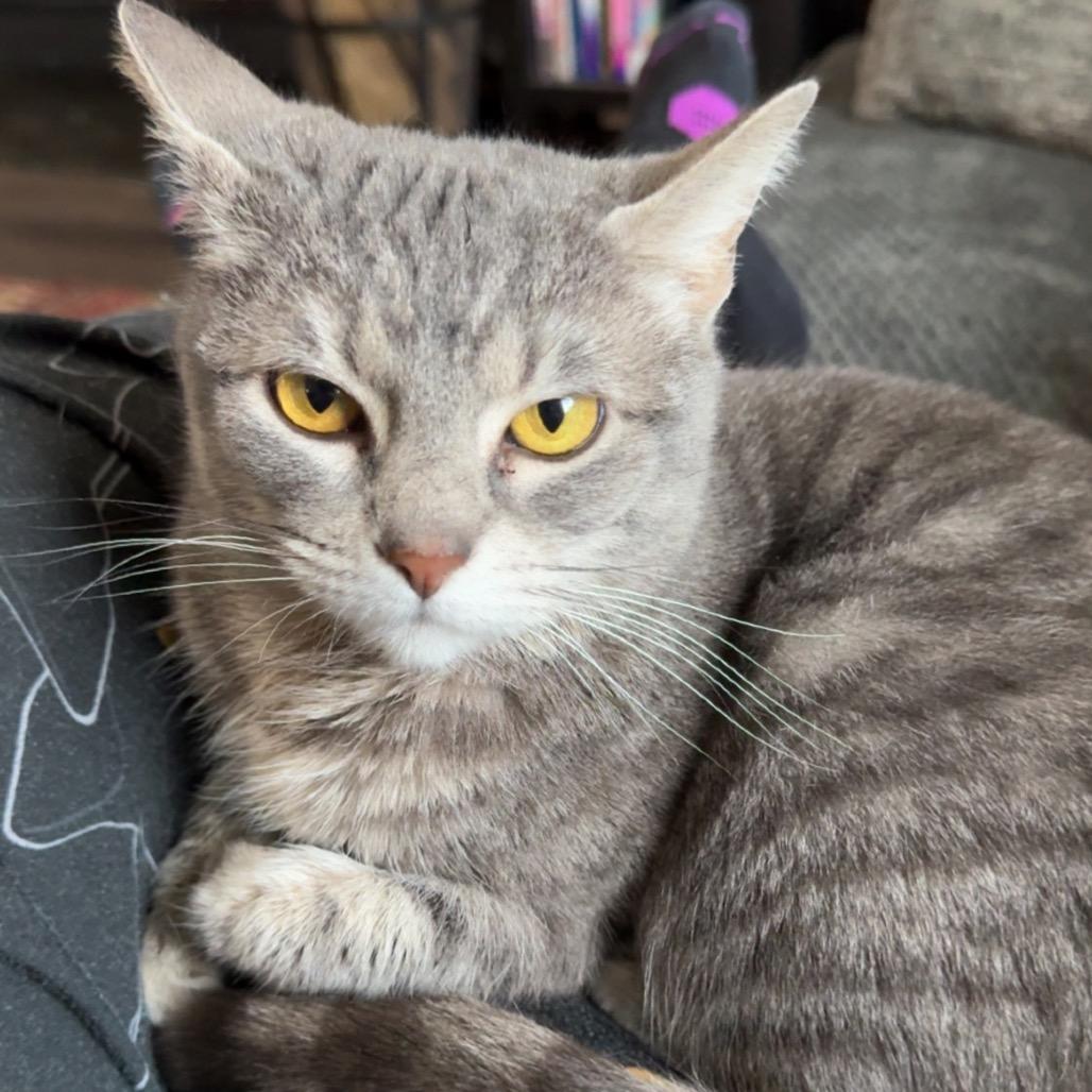 Enlarge Sophie, a Adoptable Domestic Short Hair in Roselle, IL image 6/6