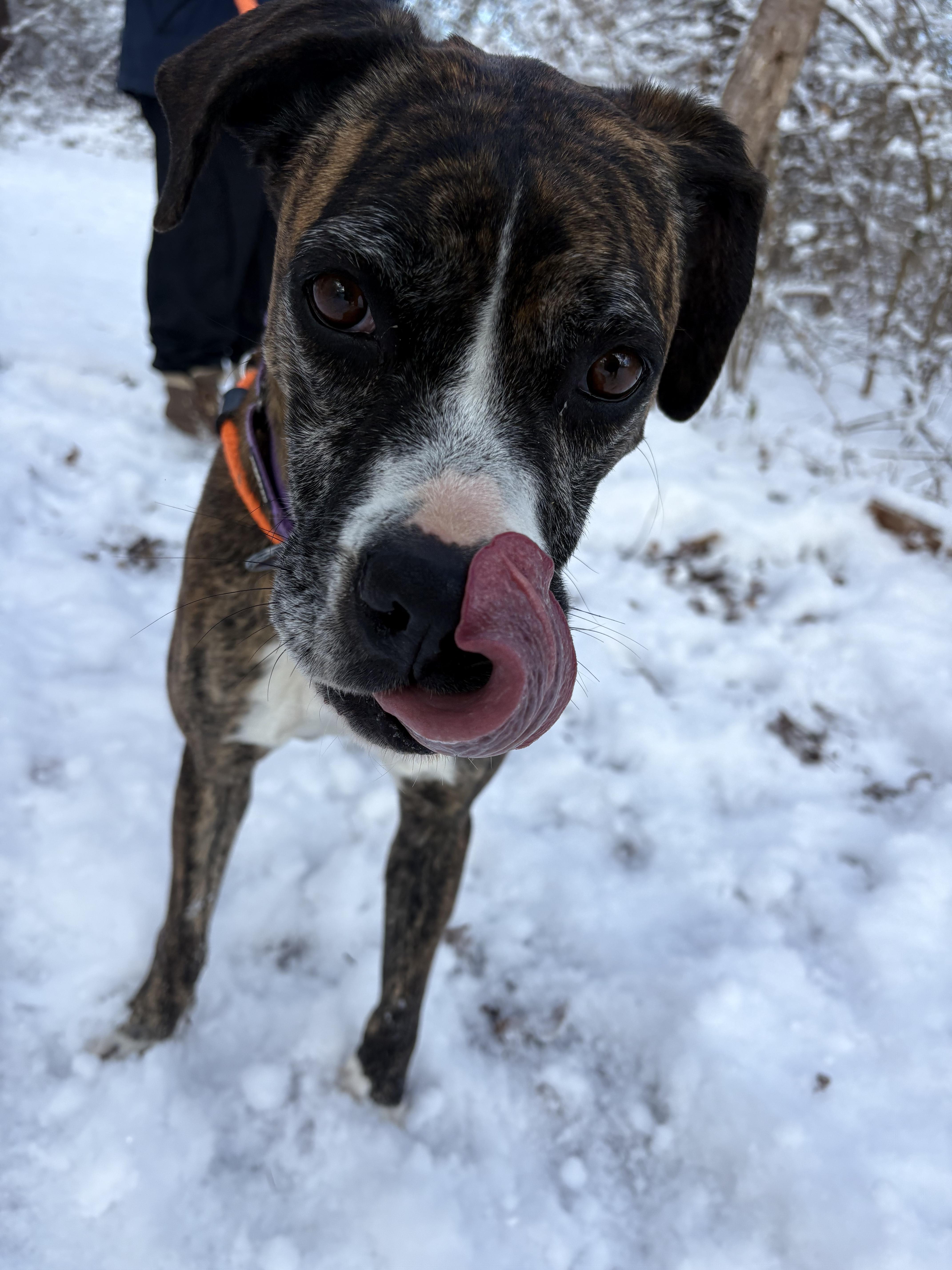 Enlarge Joy, a Adoptable mixed breed in Dillsburg, PA image 1/6