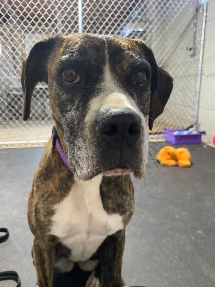 Enlarge Joy, a Adoptable mixed breed in Dillsburg, PA image 2/6
