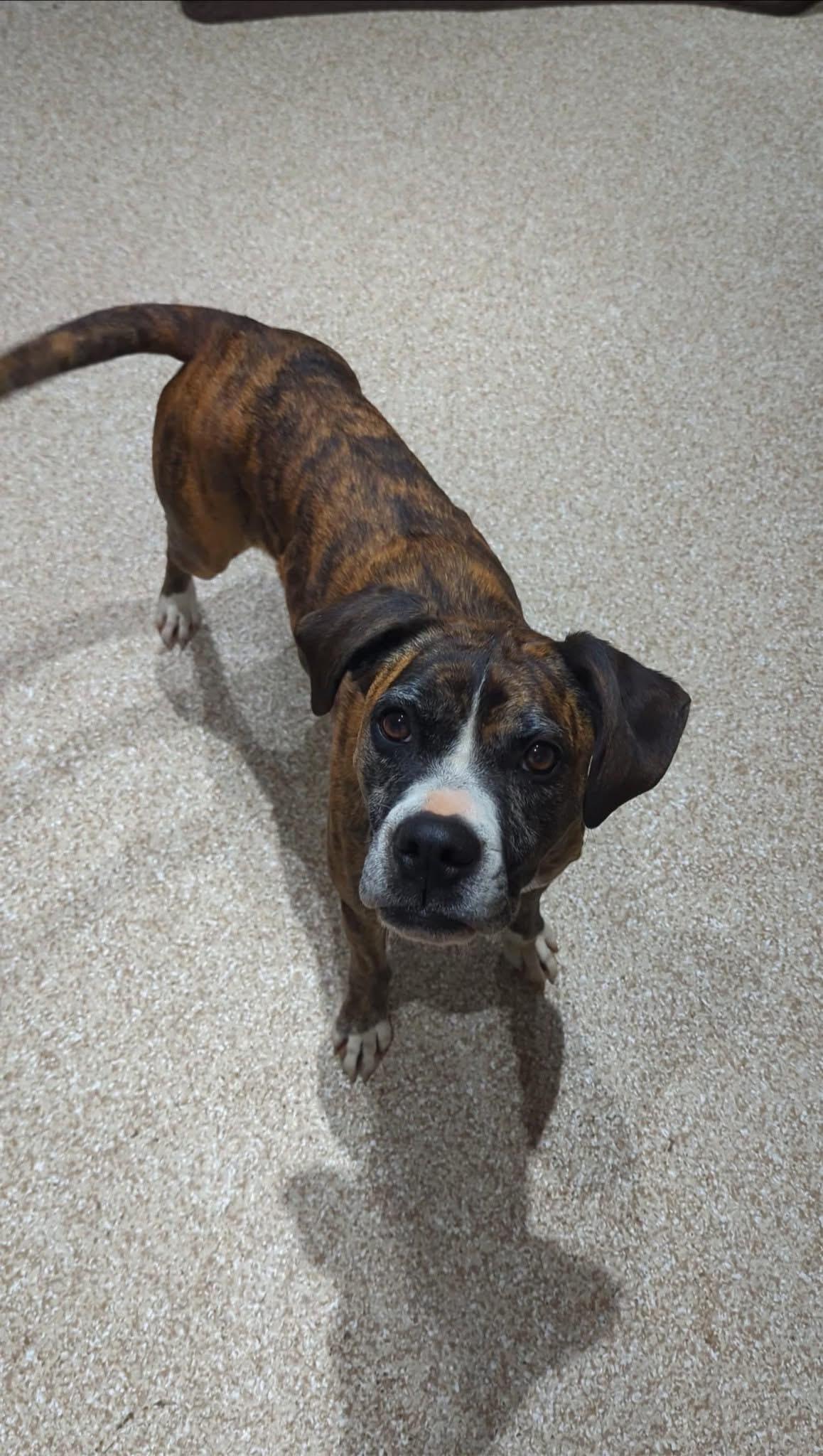 Enlarge Joy, a Adoptable mixed breed in Dillsburg, PA image 3/6