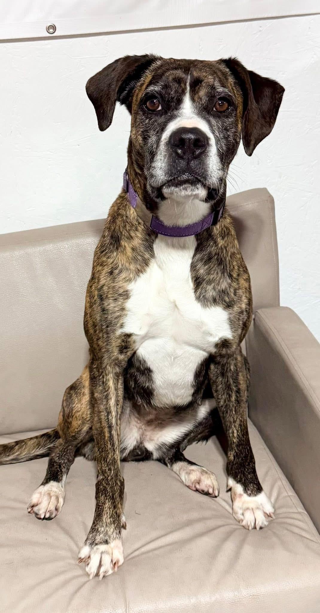 Enlarge Joy, a Adoptable mixed breed in Dillsburg, PA image 6/6