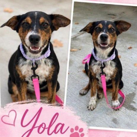Yola D71497, Adoptable, Young Female Cattle Dog & Mixed Breed.